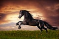 Black Friesian horse gallop