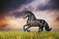 Black Friesian horse gallop Royalty Free Stock Photo