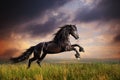 Black Friesian horse gallop