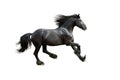 Black friesian horse gallop isolated on white Royalty Free Stock Photo