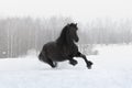 Black friesian horse with the mane flutters on wind Royalty Free Stock Photo