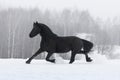 Black friesian horse with the mane flutters on wind Royalty Free Stock Photo