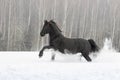 Black friesian horse with the mane flutters on wind Royalty Free Stock Photo