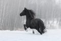 Black friesian horse with the mane flutters on wind Royalty Free Stock Photo