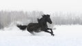 Black friesian horse with the mane flutters on wind Royalty Free Stock Photo