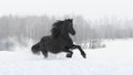 Black friesian horse with the mane flutters on wind Royalty Free Stock Photo