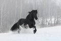 Black friesian horse with the mane flutters on wind Royalty Free Stock Photo