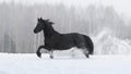 Black friesian horse with the mane flutters on wind Royalty Free Stock Photo