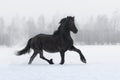 Black friesian horse with the mane flutters on wind Royalty Free Stock Photo