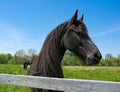 Black Friesian horse in pasture Royalty Free Stock Photo