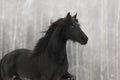 Black friesian horse portrait with long mane on white winter Royalty Free Stock Photo