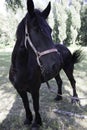 Black friesian horse portrait in green field. Summer background Royalty Free Stock Photo