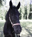 Black friesian horse portrait in green field. Summer background Royalty Free Stock Photo