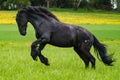 Black friesian horse runs gallop Royalty Free Stock Photo