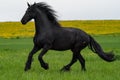 Black friesian horse runs gallop Royalty Free Stock Photo