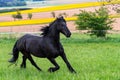 Black friesian horse runs gallop Royalty Free Stock Photo