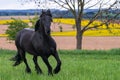 Black friesian horse runs gallop Royalty Free Stock Photo