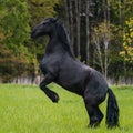 Black friesian horse runs gallop Royalty Free Stock Photo