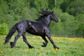 Black Friesian horse runs gallop in freedom Royalty Free Stock Photo