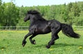 Black Friesian horse runs gallop in freedom Royalty Free Stock Photo