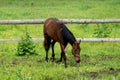 Black Friesian horse runs gallop in summer time . Royalty Free Stock Photo