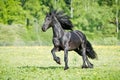 Black Friesian horse runs gallop in summer time Royalty Free Stock Photo