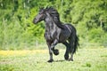 Black Friesian horse runs gallop in summer time