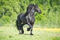 Black Friesian horse runs gallop in summer time Royalty Free Stock Photo