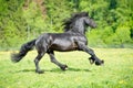 Black Friesian horse runs gallop in summer time Royalty Free Stock Photo