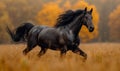 Black Friesian horse runs gallop on the trees background in autumn Royalty Free Stock Photo