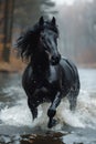 Black friesian horse runs gallop in the water Royalty Free Stock Photo