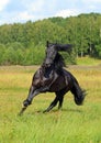 Black friesian horse in summer meadow