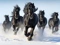 Black friesian horses running in the snow