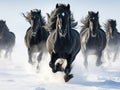 Black friesian horses running in the snow