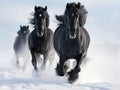 Black friesian horses running in the snow