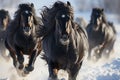 Black friesian horses running in the snow