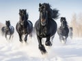 Black friesian horses running in the snow