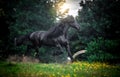 Black Friesian stallion Royalty Free Stock Photo