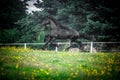 Black Friesian stallion Royalty Free Stock Photo