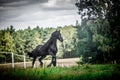 Black Friesian stallion Royalty Free Stock Photo