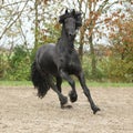 Black friesian stallion galloping on sand in autumn Royalty Free Stock Photo