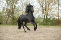 Black friesian stallion galloping on sand in autumn Royalty Free Stock Photo