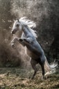 Black stallion fresian Royalty Free Stock Photo