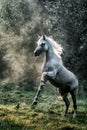 Black stallion fresian Royalty Free Stock Photo