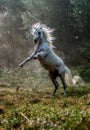 Black stallion fresian Royalty Free Stock Photo