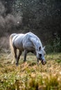 Black stallion fresian Royalty Free Stock Photo