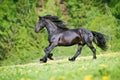 Black friesian stallion gallops at sunset summer Royalty Free Stock Photo