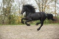 Black friesian stallion running on sand in autumn Royalty Free Stock Photo