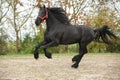 Black friesian stallion running on sand in autumn Royalty Free Stock Photo
