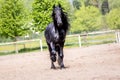 Black friesian stallion runs gallop in sunny day Royalty Free Stock Photo